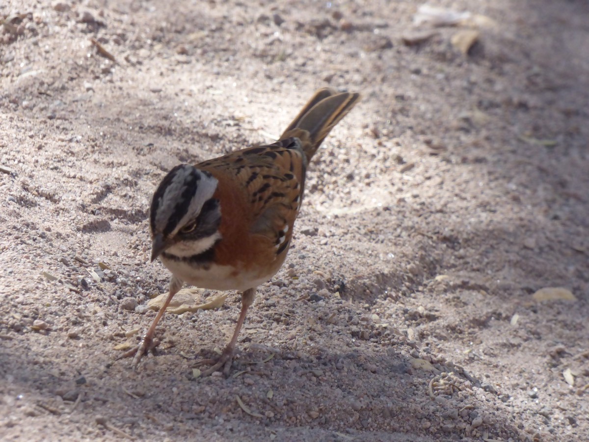 Rufous-collared Sparrow - ML635858930