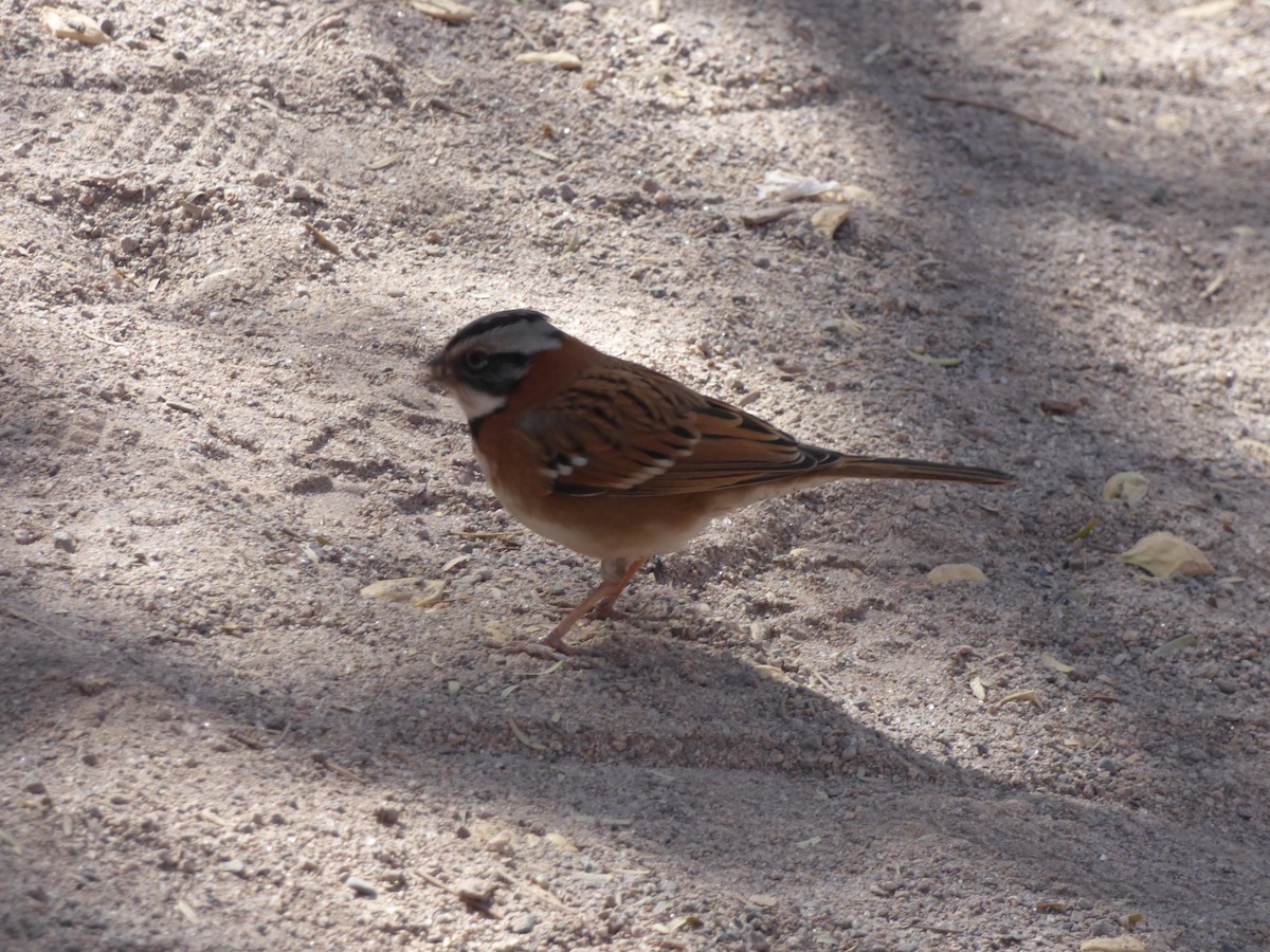 Rufous-collared Sparrow - ML635858931