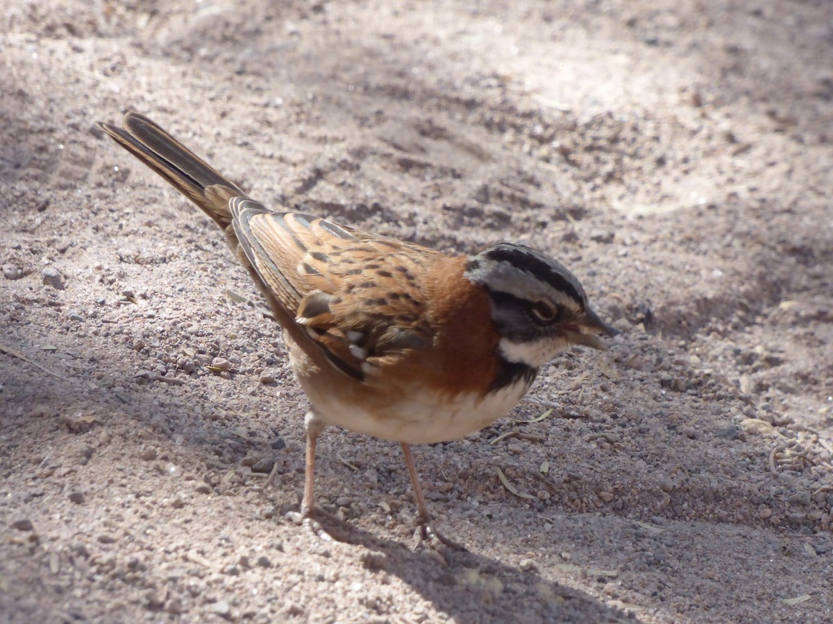 Rufous-collared Sparrow - ML635858932