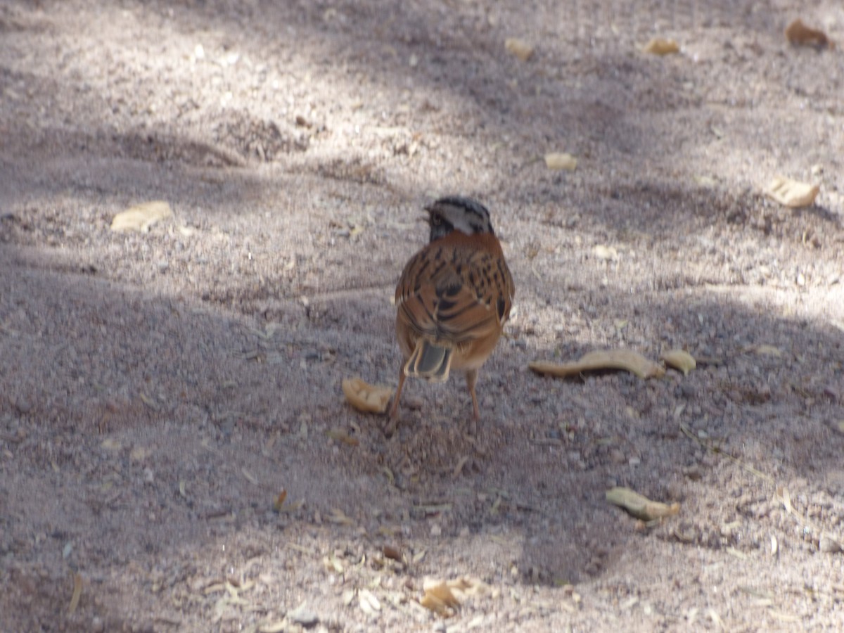 Rufous-collared Sparrow - ML635858933