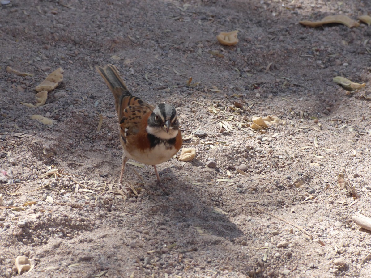 Rufous-collared Sparrow - ML635858934
