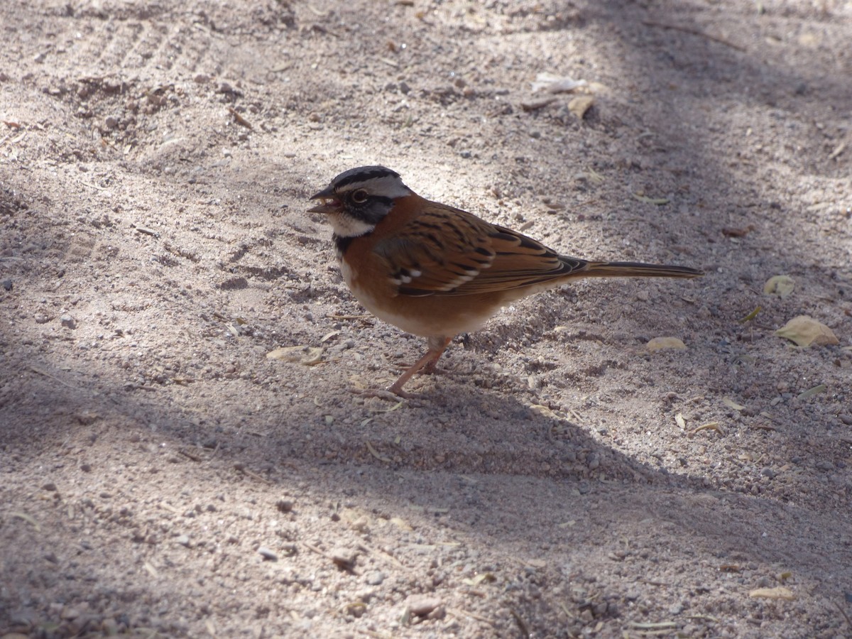 Rufous-collared Sparrow - ML635858935