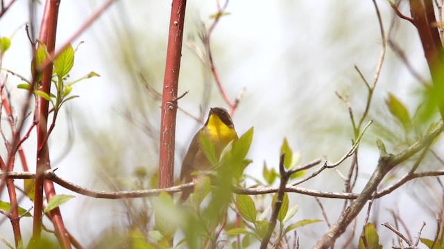 Common Yellowthroat - ML635858953