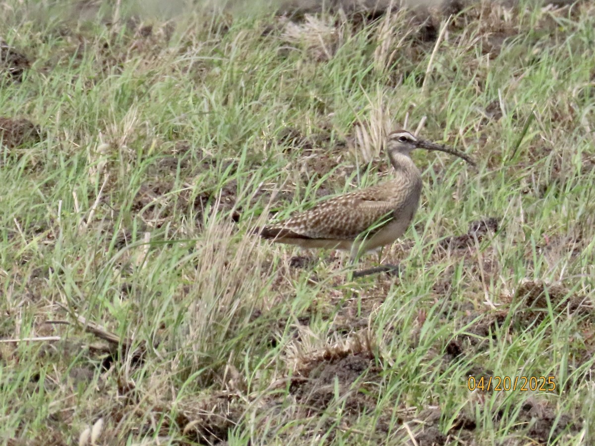 チュウシャクシギ - ML635859014