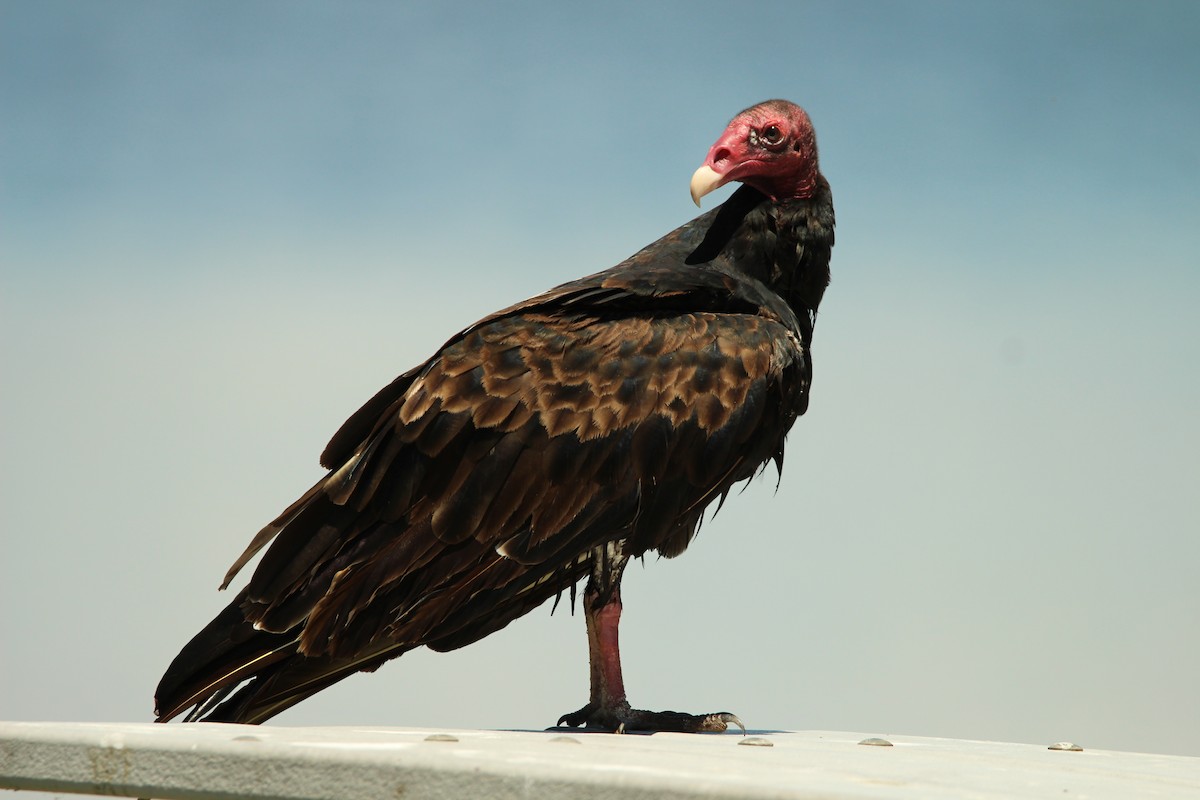 Turkey Vulture - ML635859066