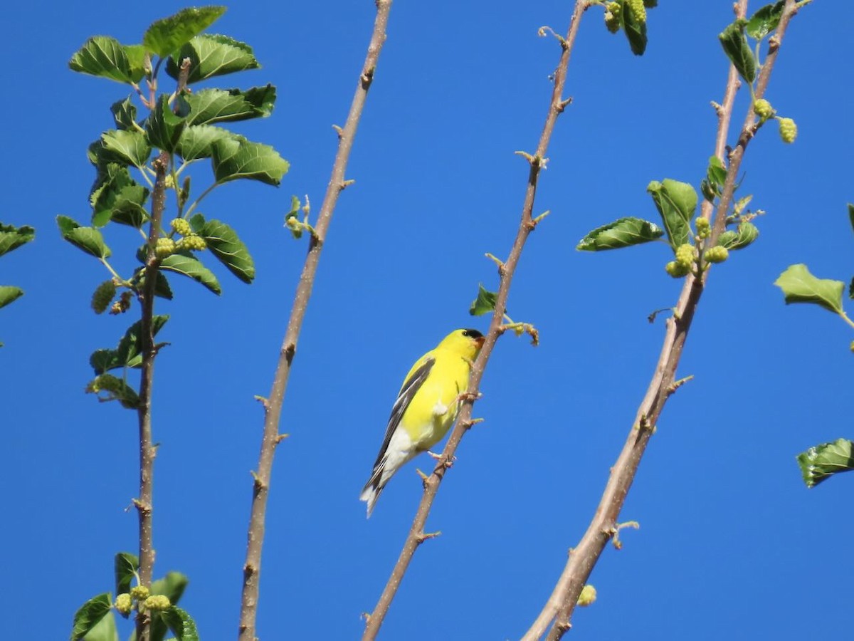 オウゴンヒワ - ML635859115