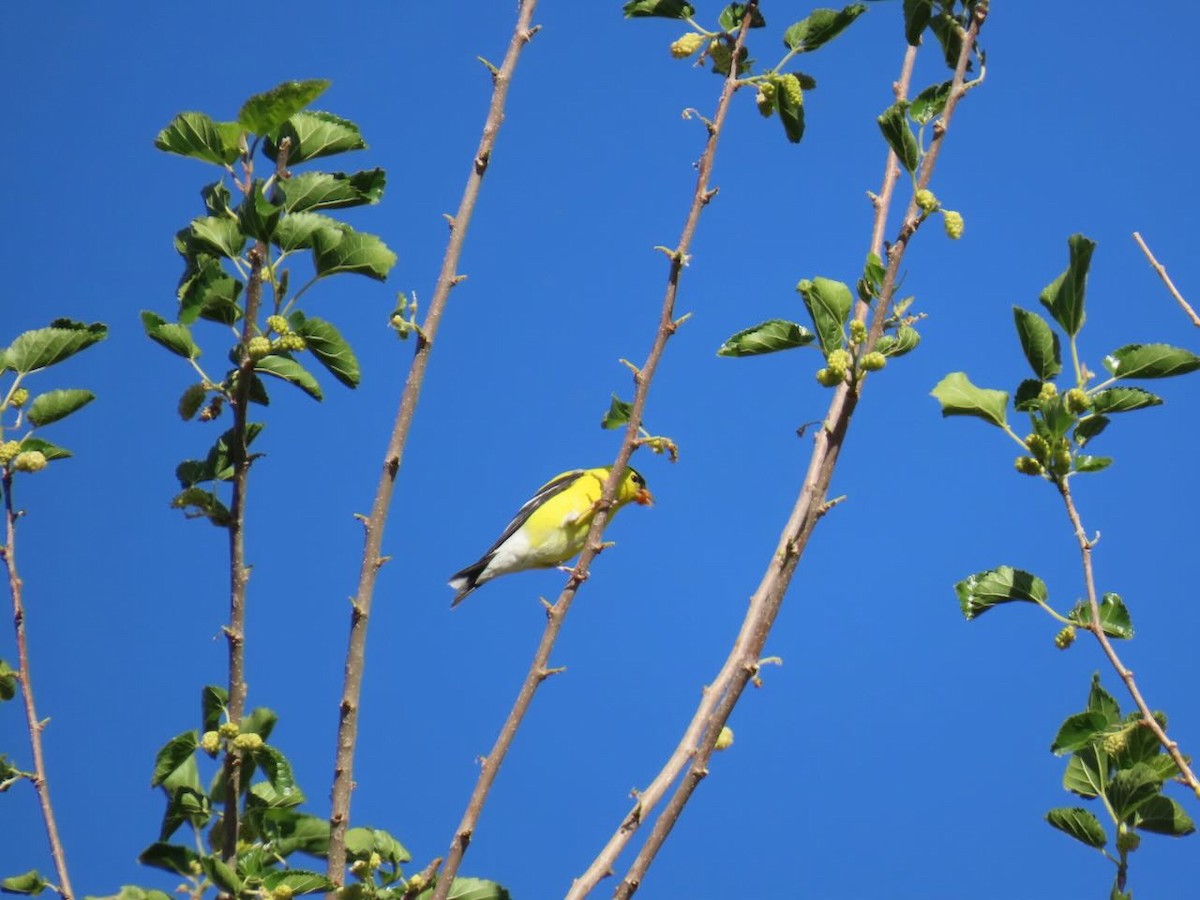 オウゴンヒワ - ML635859116