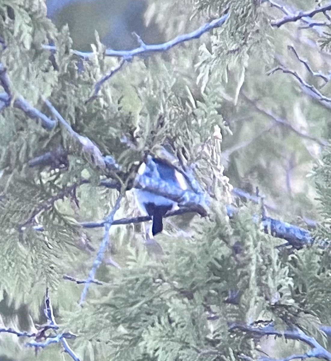 Blue-gray Gnatcatcher - ML635859236
