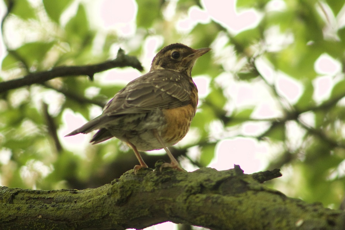 Zozo papargorria - ML635859280