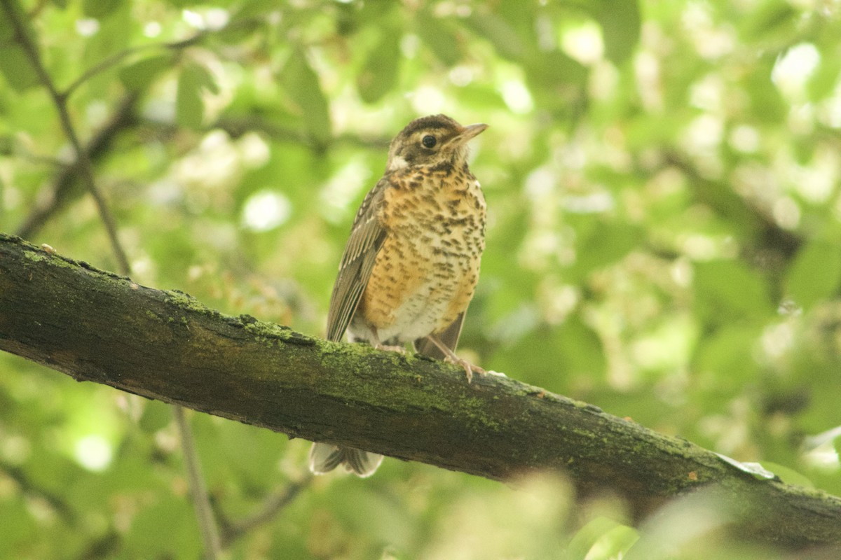 Zozo papargorria - ML635859336