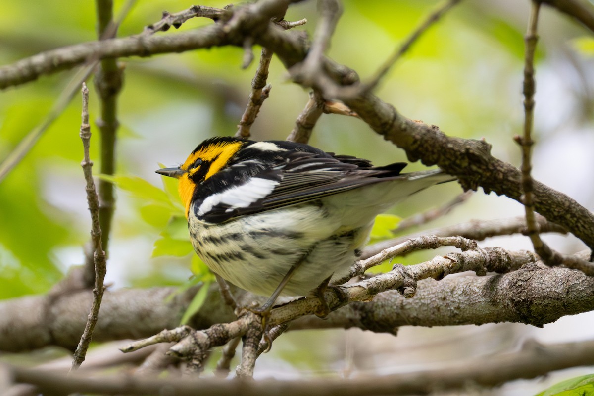 Blackburnian Warbler - ML635859389