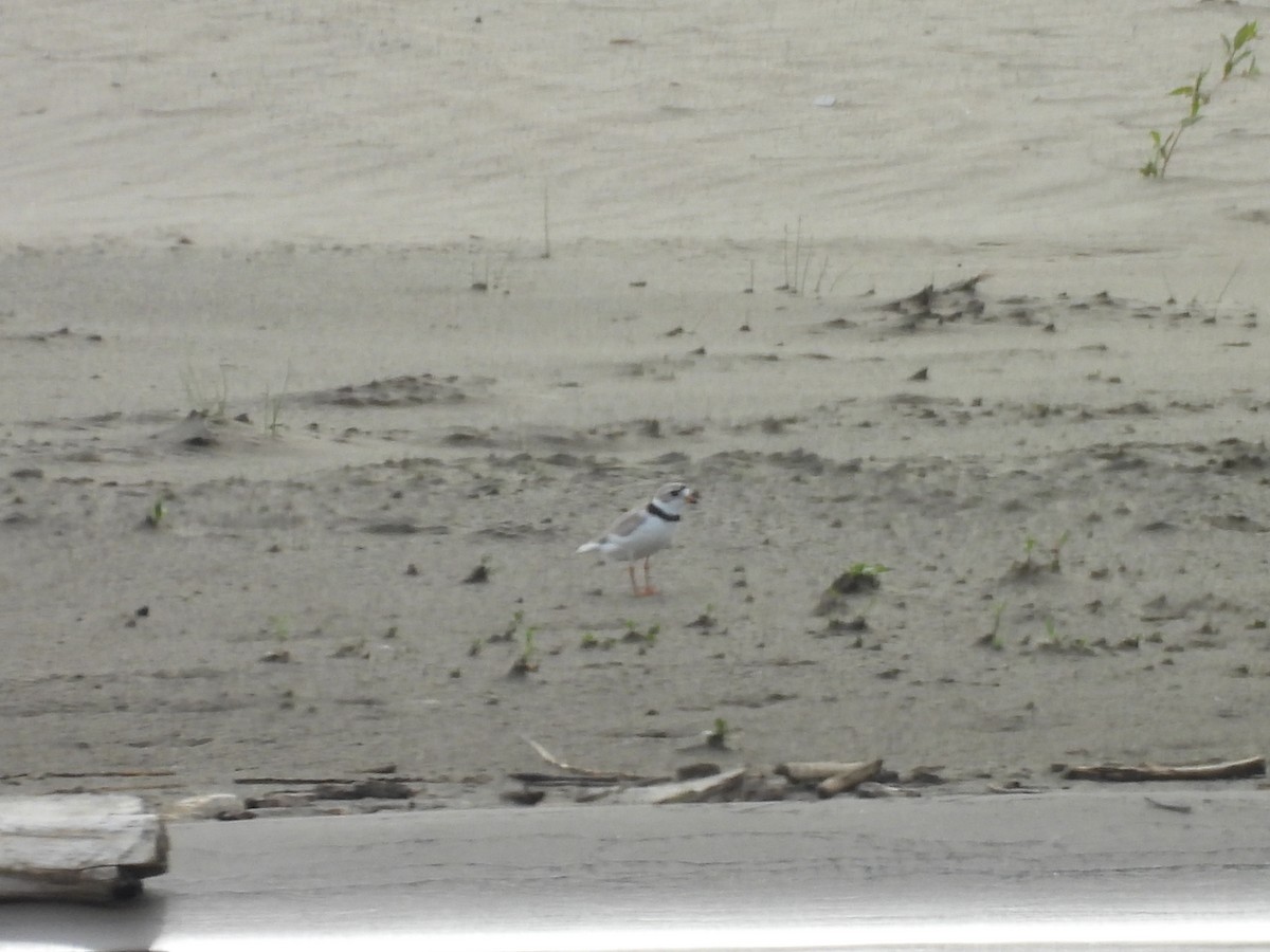Piping Plover - ML635859480