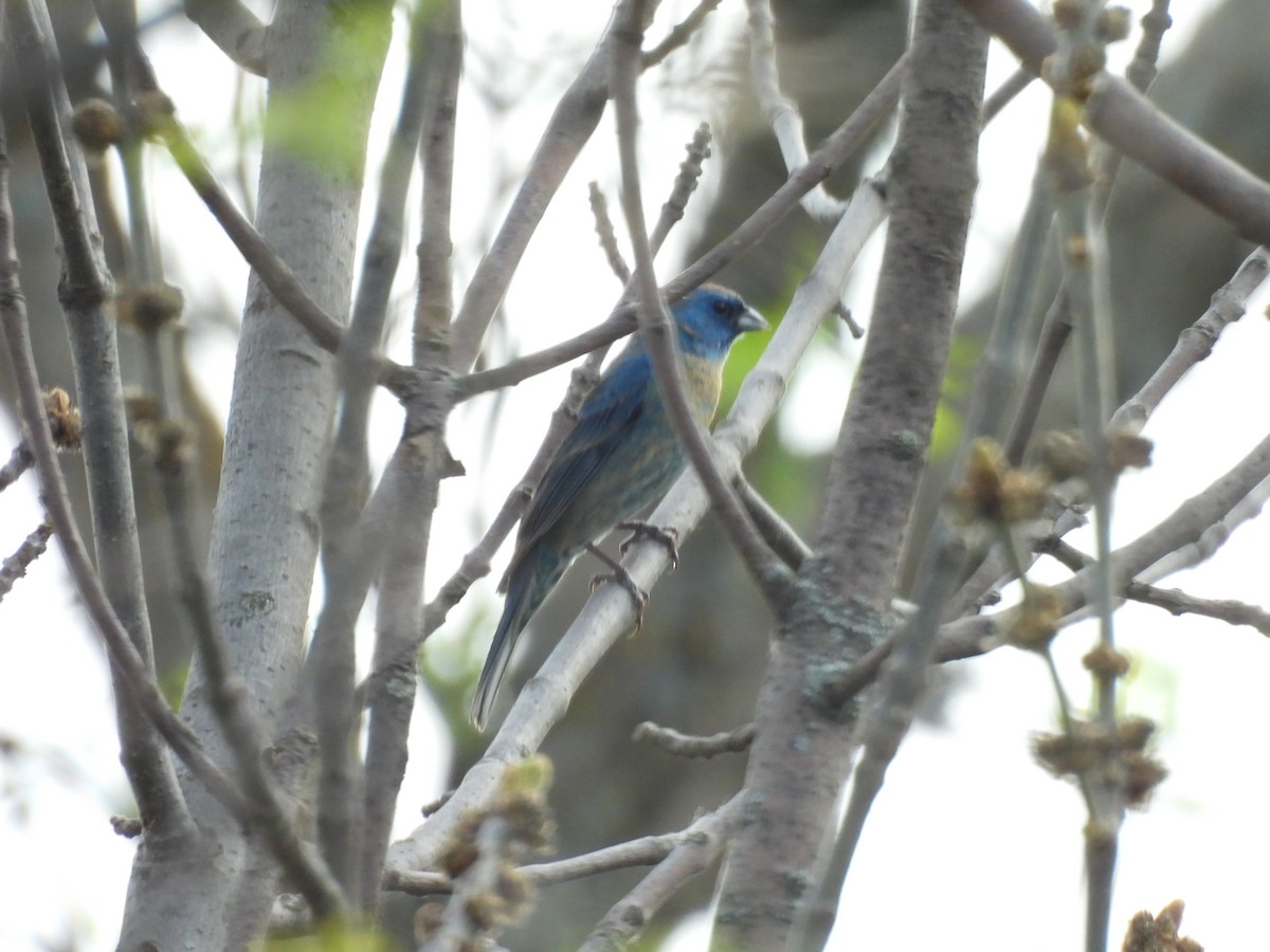 Lazuli x Indigo Bunting (hybrid) - ML635859505