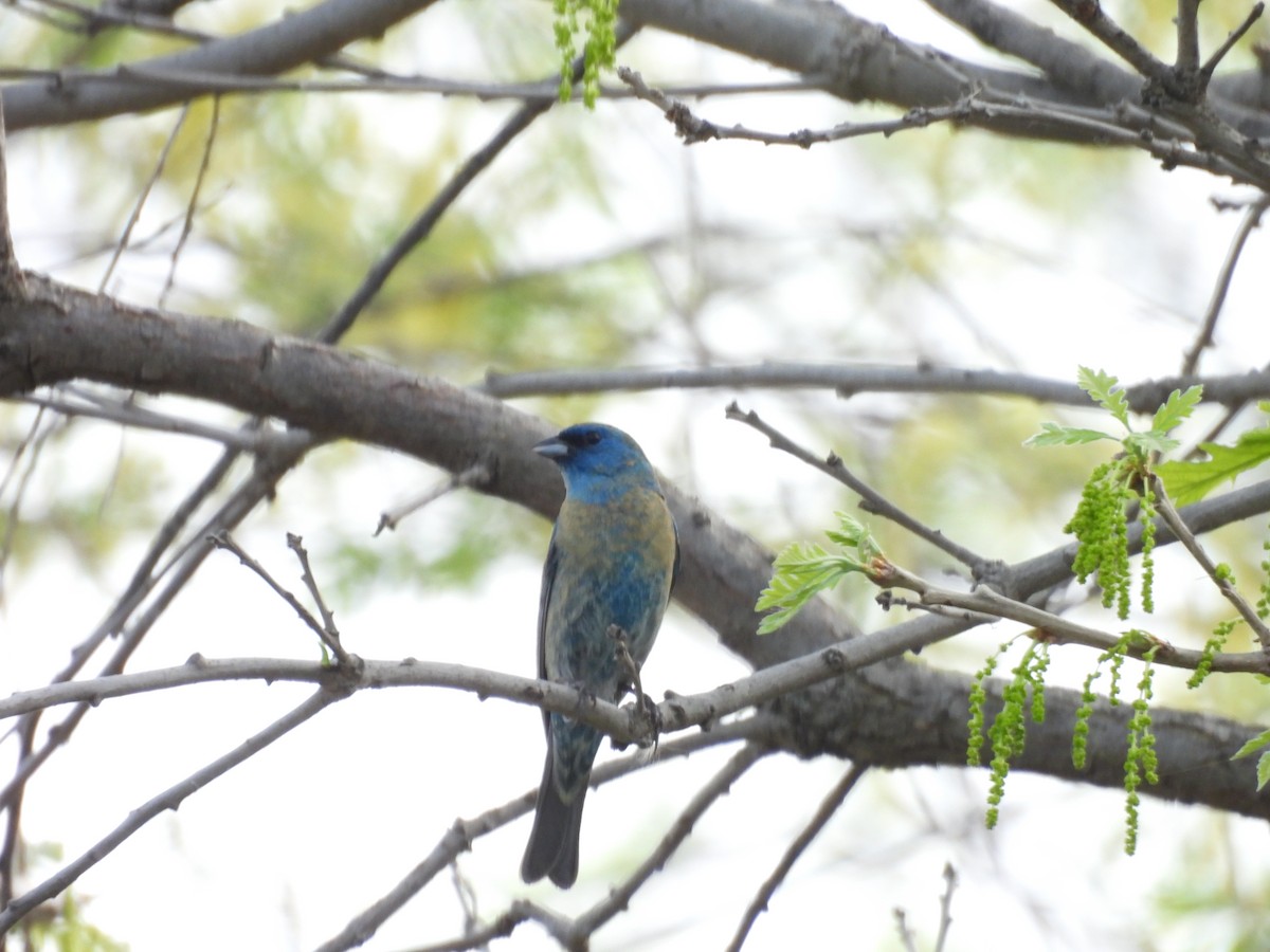 Lazuli x Indigo Bunting (hybrid) - ML635859506