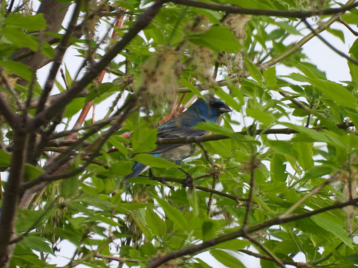 Lazuli x Indigo Bunting (hybrid) - ML635859507