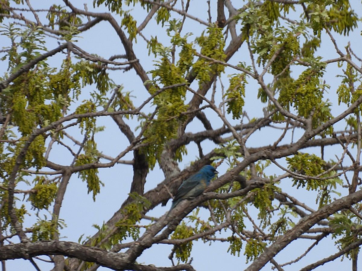 Lazuli x Indigo Bunting (hybrid) - ML635859508