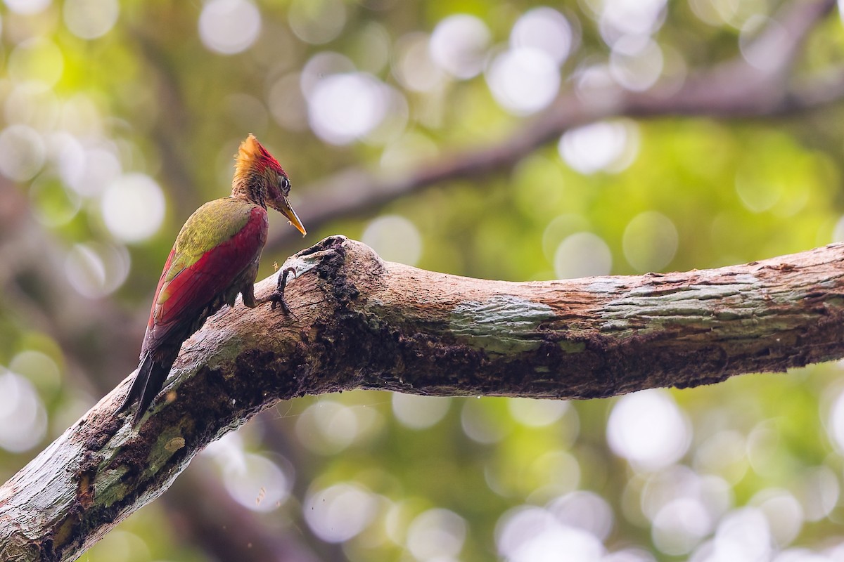 Crimson-winged Woodpecker - ML635859740