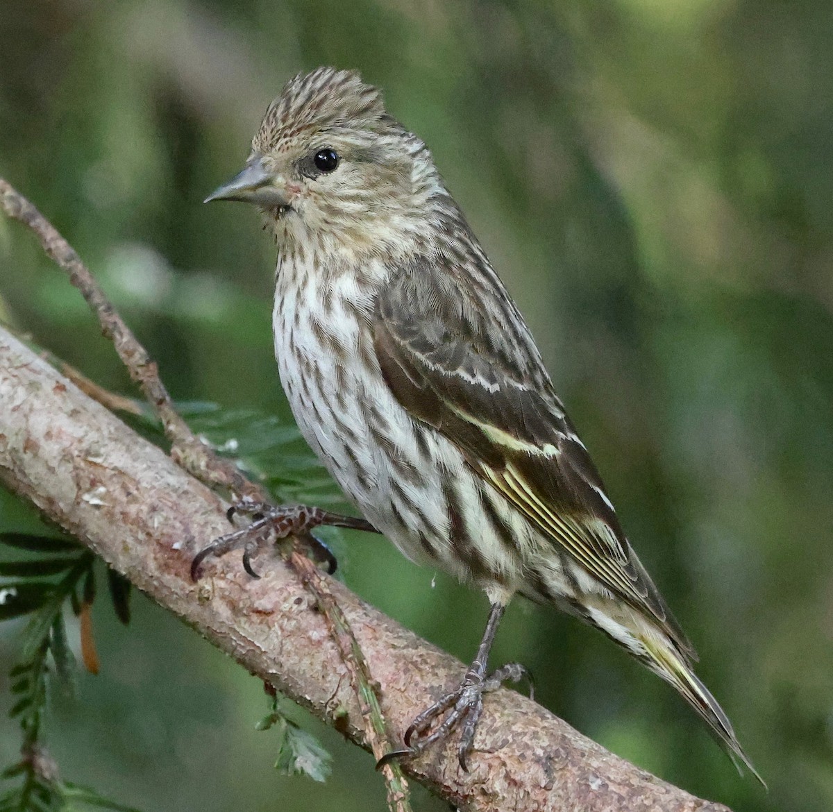 Pine Siskin - ML635859746