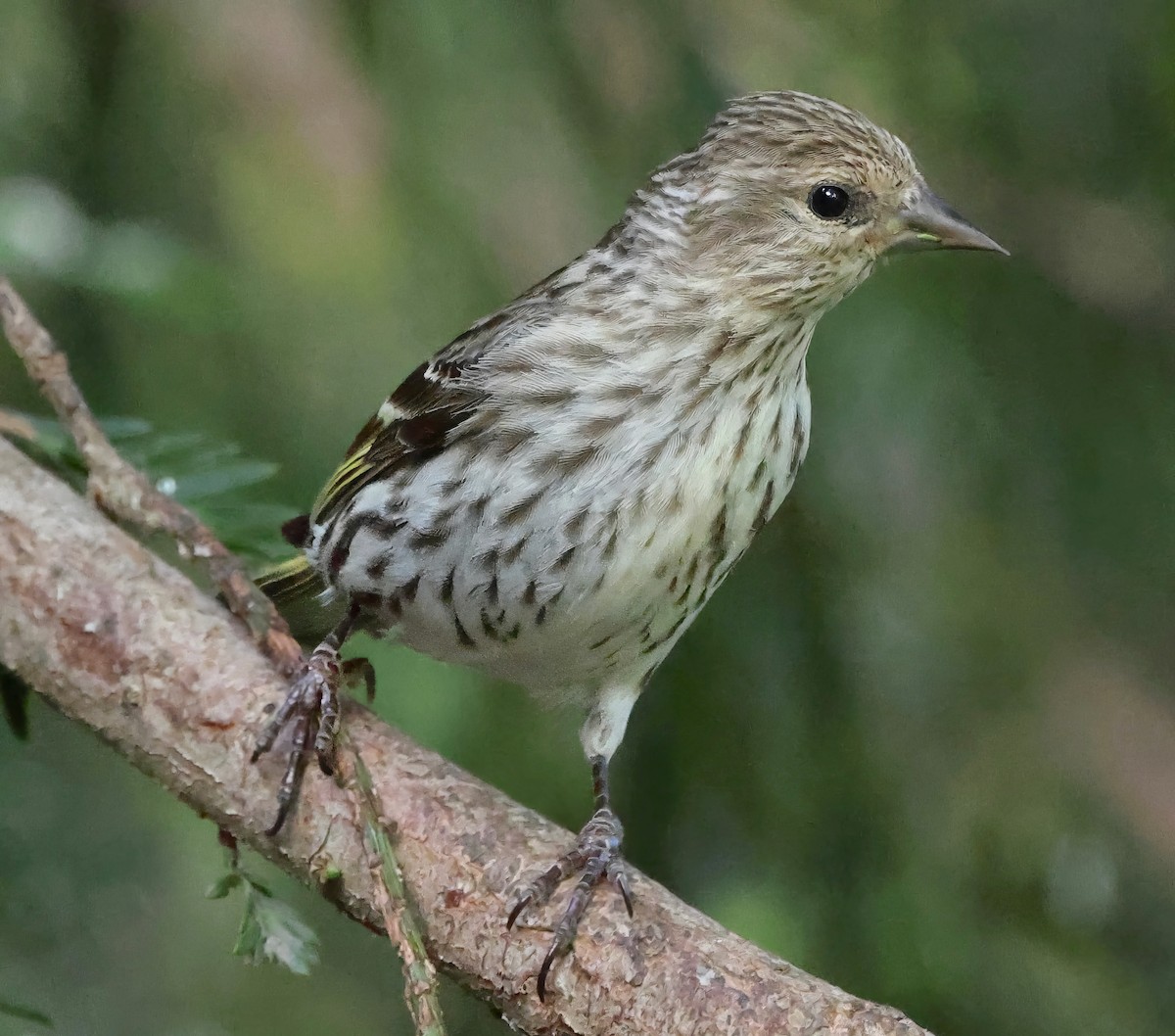 Pine Siskin - ML635859762