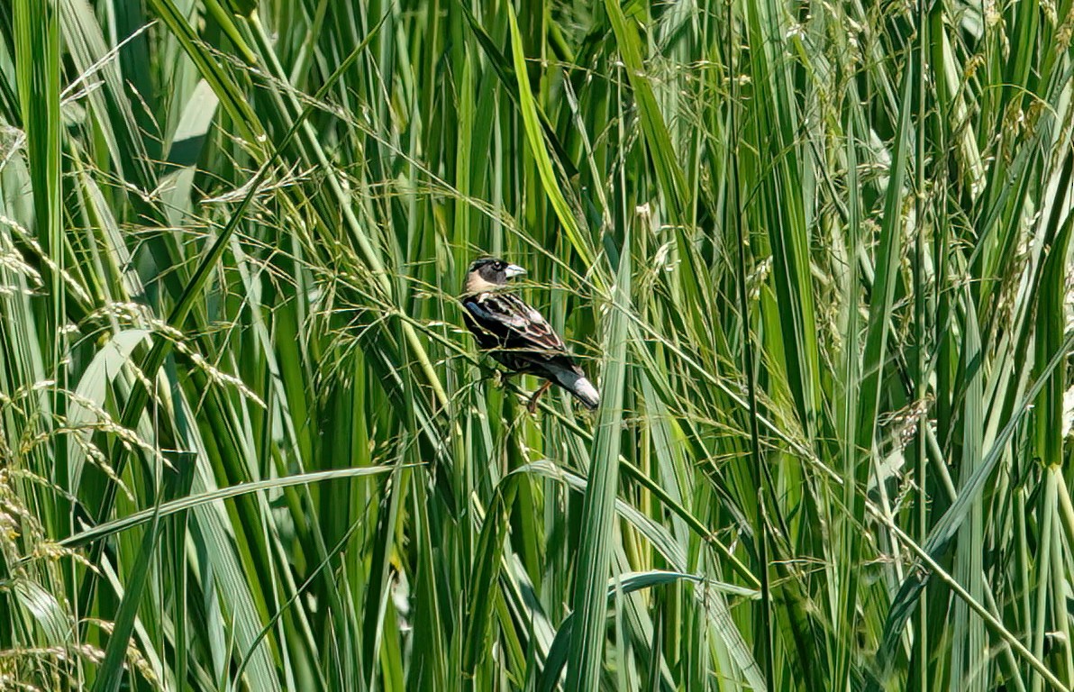 Bobolink - ML635859879