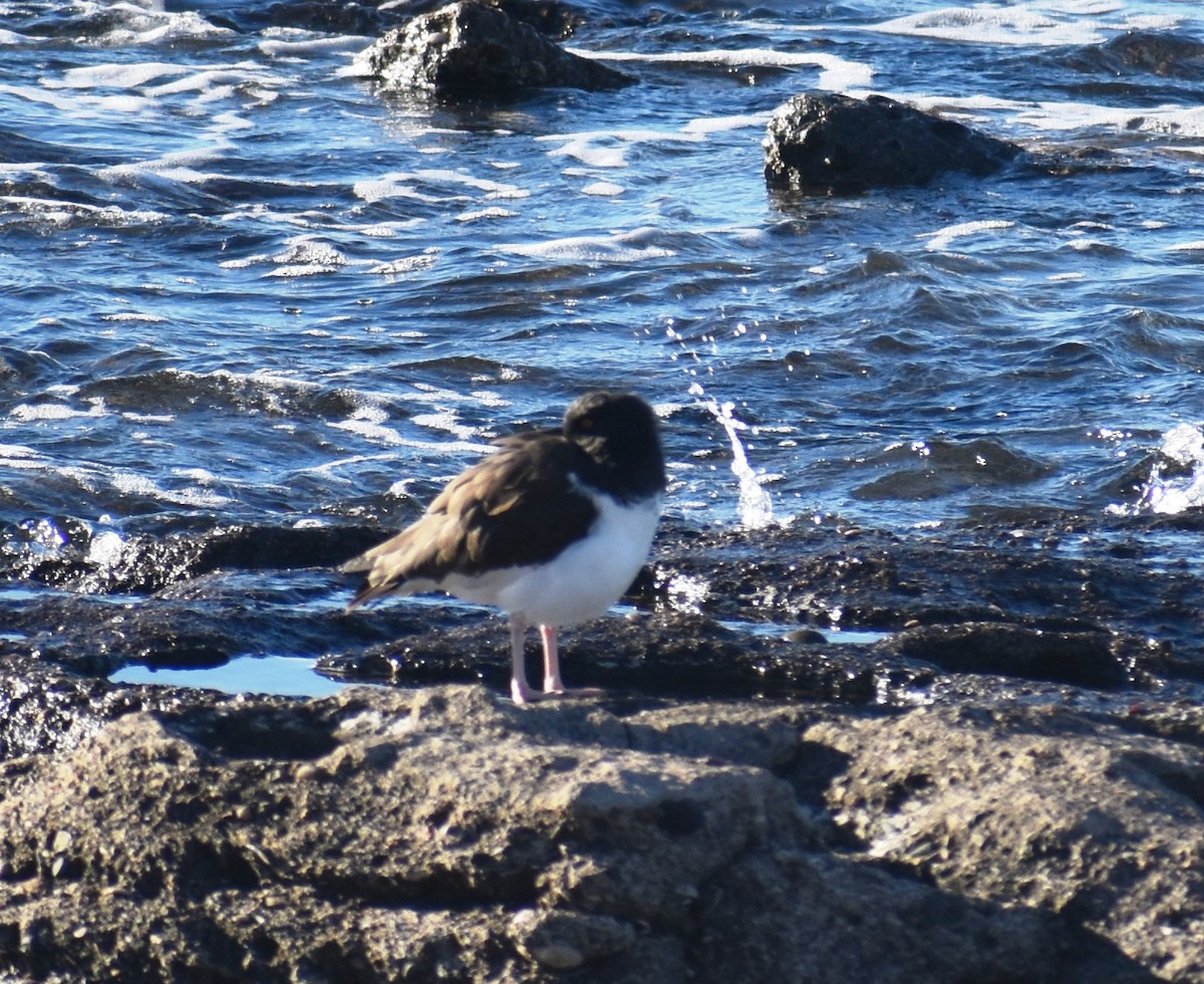 American Oystercatcher - ML635859883