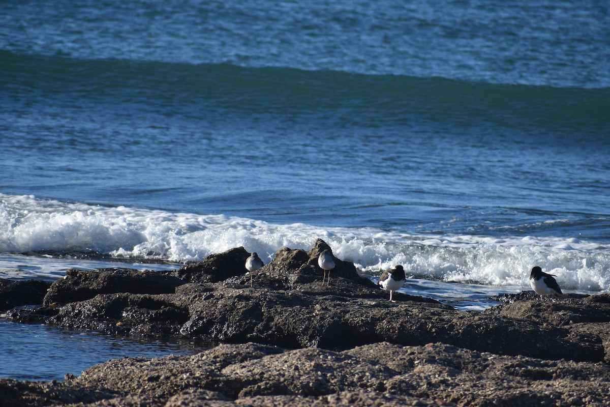 American Oystercatcher - ML635859895