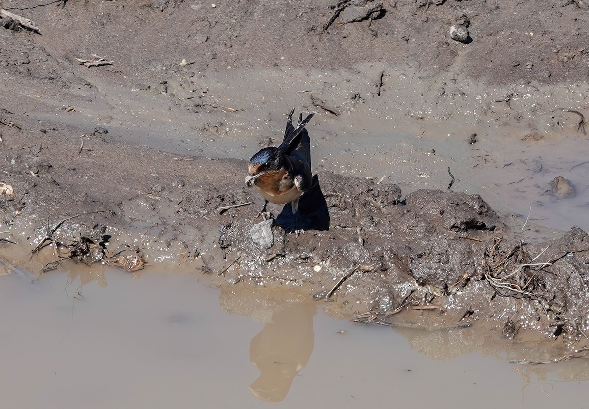 Barn Swallow - ML635859896