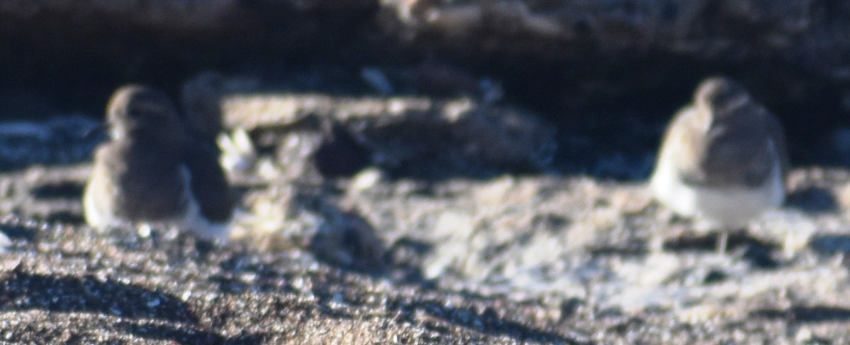 Rufous-chested Dotterel - ML635859908