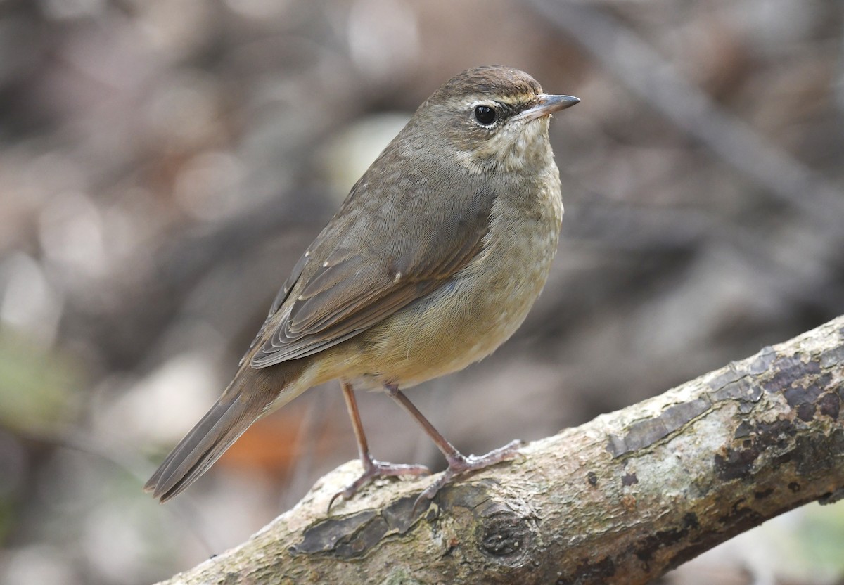 rubinstrupe - ML635859914