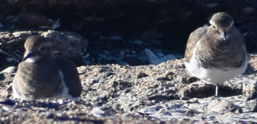 Rufous-chested Dotterel - ML635859920