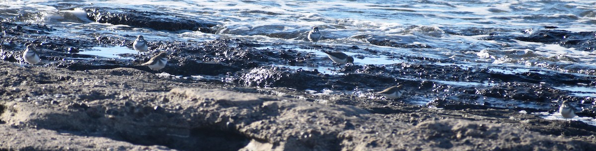 Two-banded Plover - ML635859932
