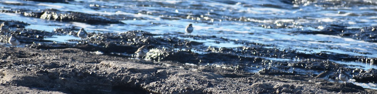 Two-banded Plover - ML635859939
