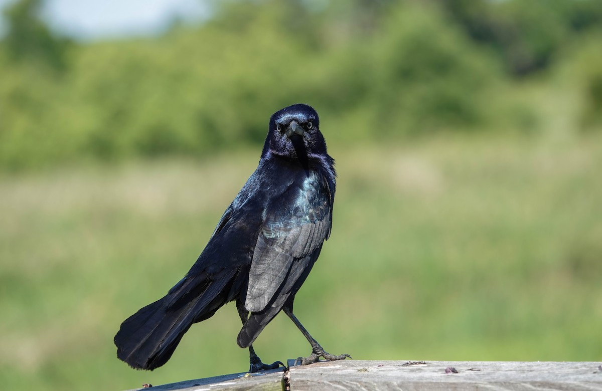 Boat-tailed Grackle - ML635860002