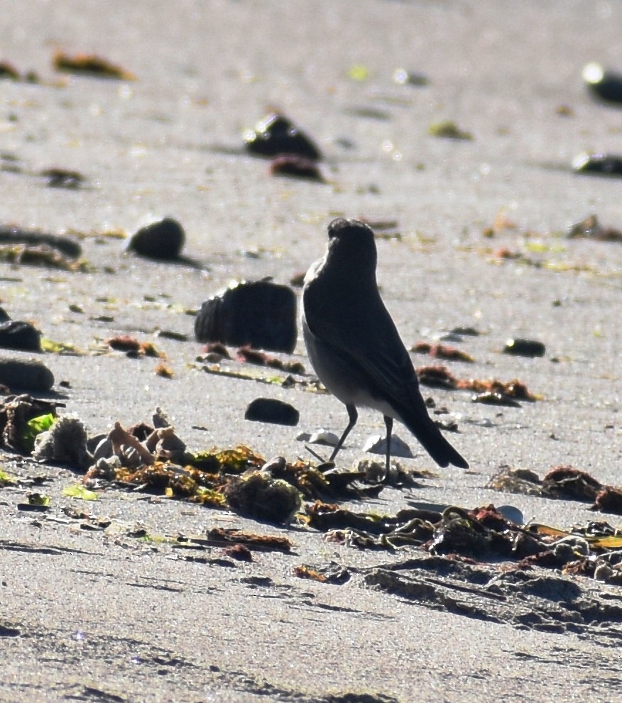 Dark-faced Ground-Tyrant - ML635860022