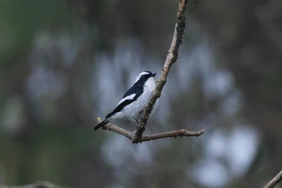 Little Pied Flycatcher - ML635860065