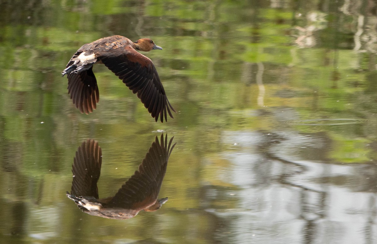 Fulvous Whistling-Duck - ML635860105