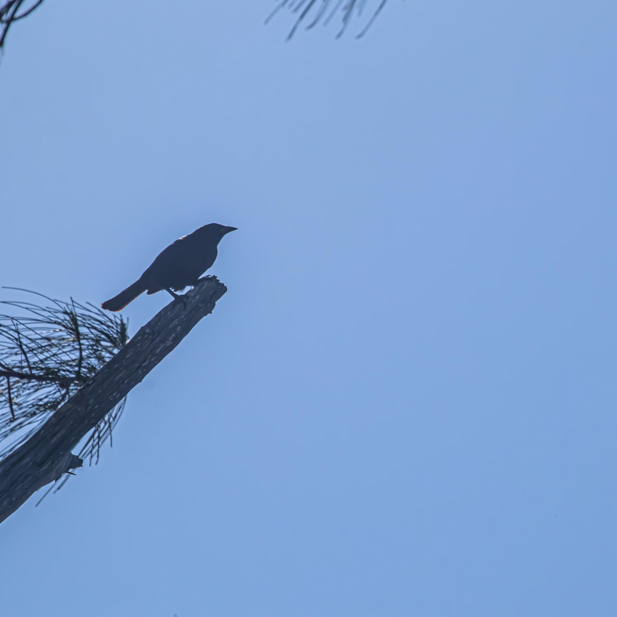 Cuban Blackbird - ML635860239