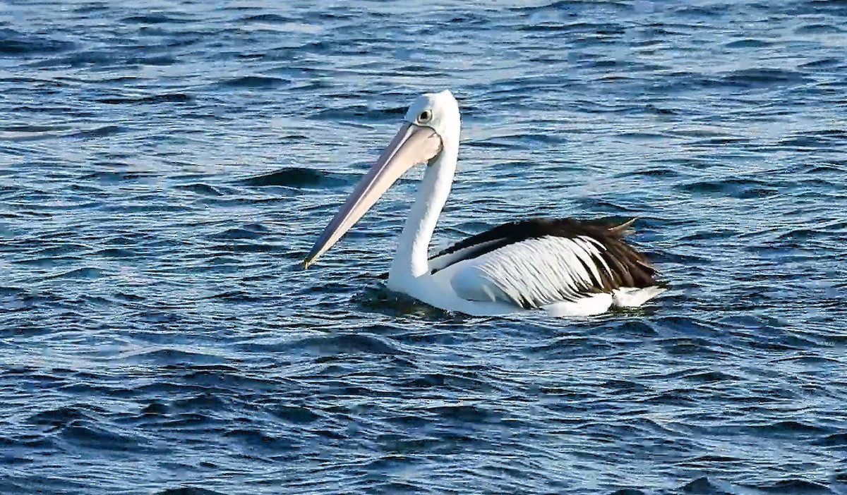 pelikán australský - ML635860299