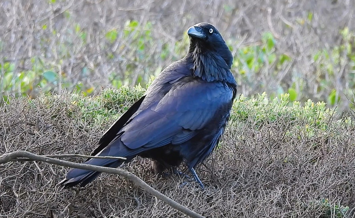 Australian Raven - ML635860305