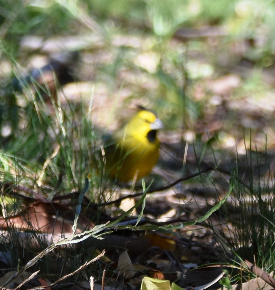 Yellow Cardinal - ML635860442