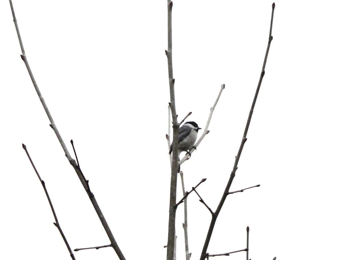 Carolina Chickadee - ML635860448