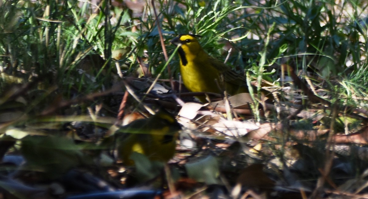 Yellow Cardinal - ML635860454
