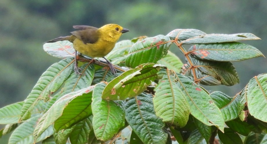 Yellow-headed Brushfinch - ML635860520