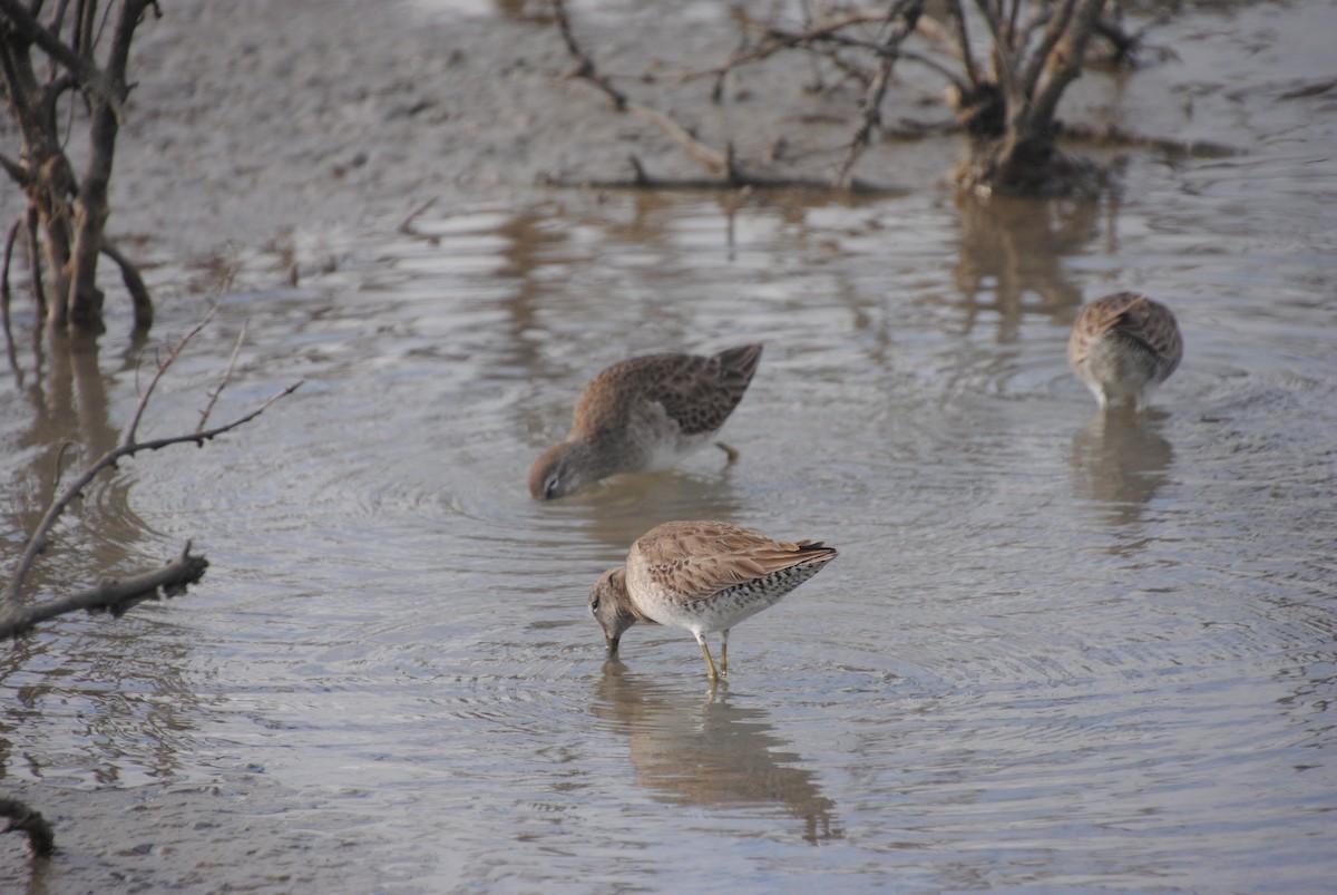Short-billed Dowitcher - ML635860699
