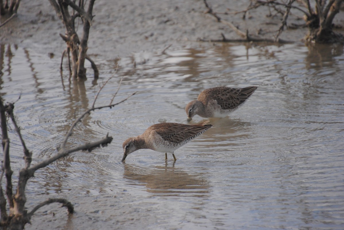 Short-billed Dowitcher - ML635860702