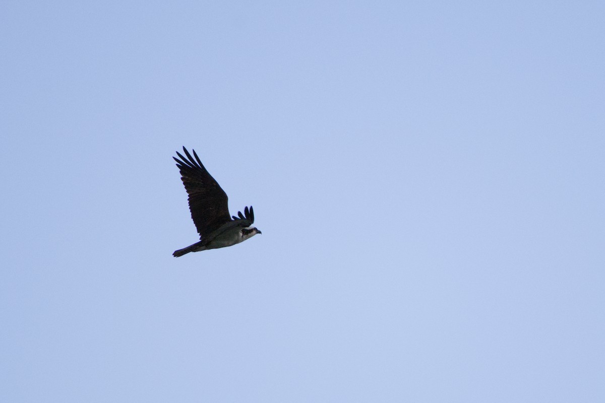 Osprey - ML635860704