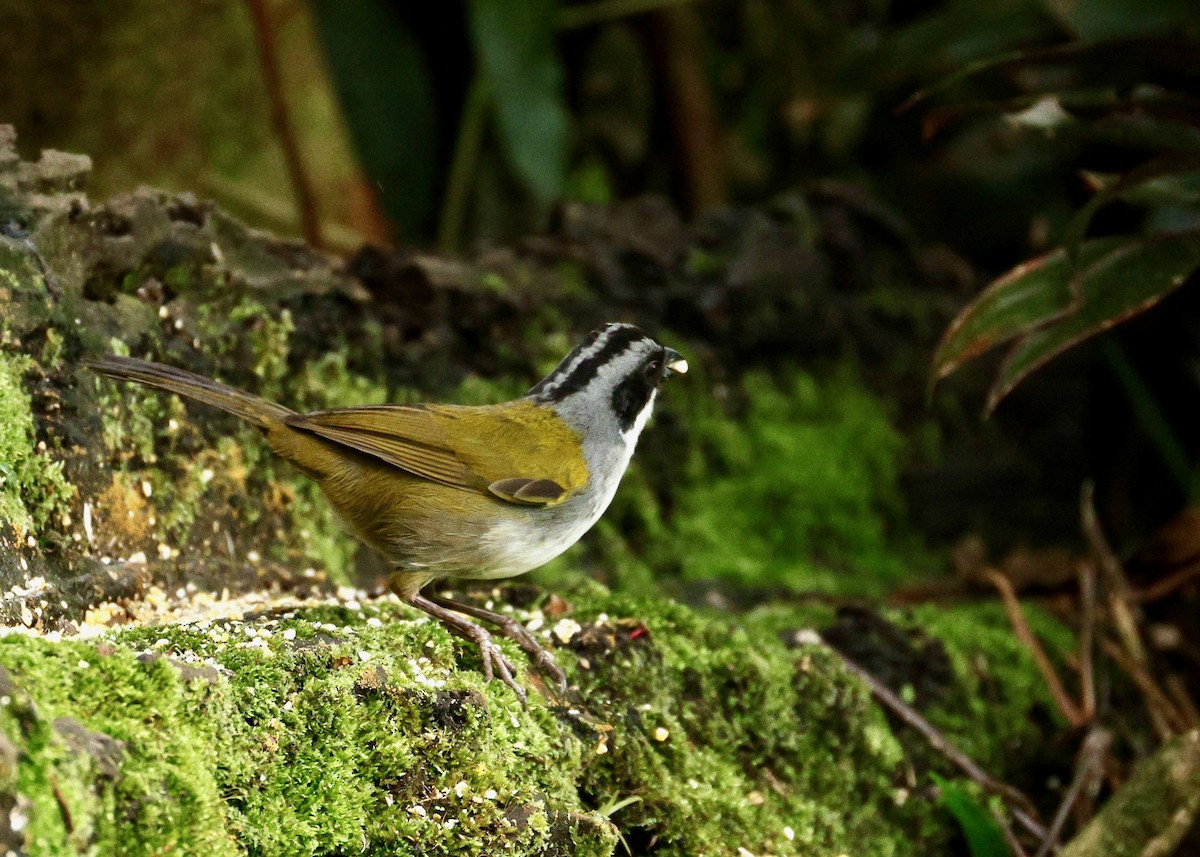 Costa Rican Brushfinch - ML635860789