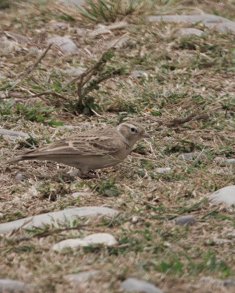 ヒメコウテンシ - ML635860924