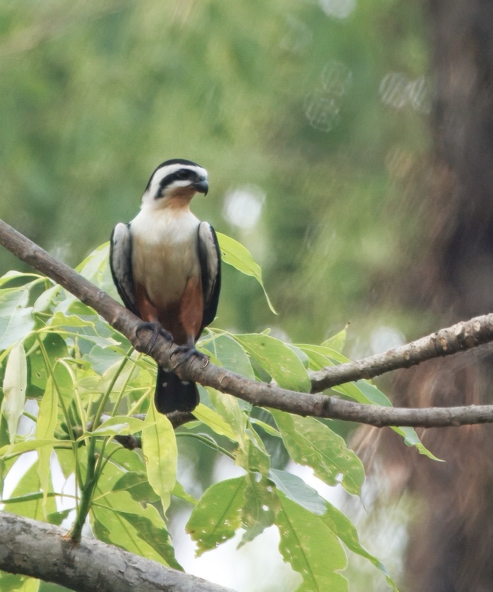 モモアカヒメハヤブサ - ML635861060