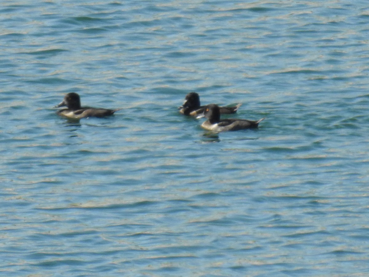 Ring-necked Duck - ML63586111